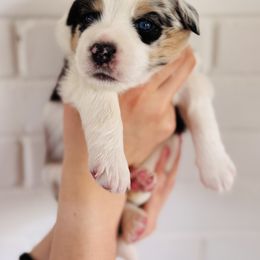Miniature Australian Shepherd Puppies from Plett Pups