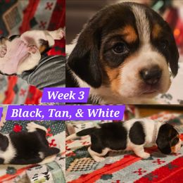 Molly-Purple-Female - Black white and tan female Beagle puppy in Bemidji, Minnesota from Nse Farms Beagles