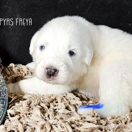 FREYA - White female Great Pyrenees puppy in Trinidad, Colorado from Prospect Pyrenees