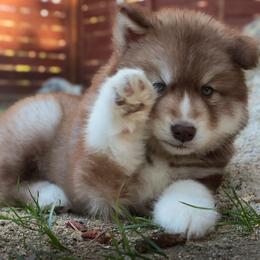 Ghirardelli - Brown and white male Siberian Husky puppy in Bly, Oregon from Hill Top Huskies