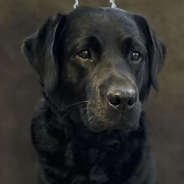 Lou - Labrador Retriever