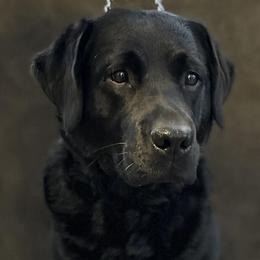 Lou - Labrador Retriever