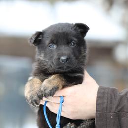 Ryker - Black and tan male German Shepherd puppy in Augusta, West Virginia from Vom Haus Highlands