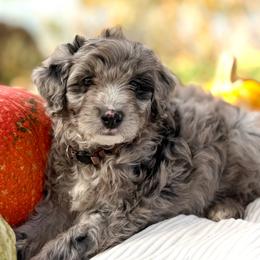 Pecan - Brown Boy - Blue merle male Bernedoodle puppy in Highland, Utah from Angel Pups Deluxe