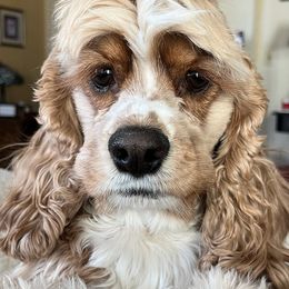 Cocker Spaniel All Grown Up from Laureen's Cocker Spaniels