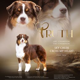 Truth - Australian Shepherd
