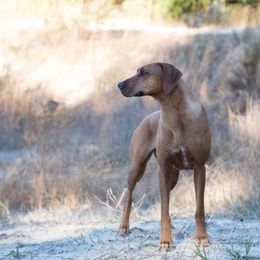 Rhodesian Ridgebacks from Zanata Rhodesian Ridgebacks