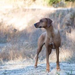 Rhodesian Ridgebacks from Zanata Rhodesian Ridgebacks