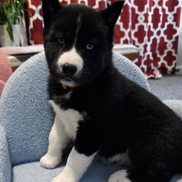 Siberian Husky puppies from Moonlight Siberian Huskies