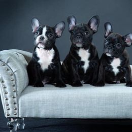 French Bulldogs from Morgenstern's French Bulldogs