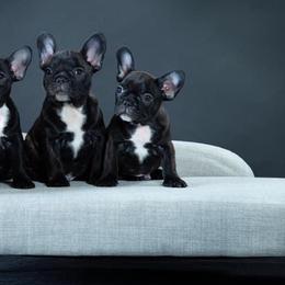 French Bulldogs from Morgenstern's French Bulldogs