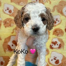 KoKo - White female Cavapoo puppy in Greensburg, Kentucky from Doodle Me Crazy