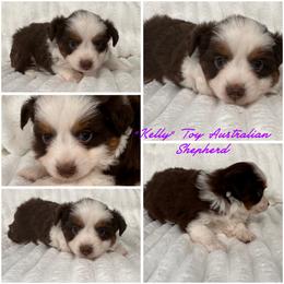 Kelly - Red tri-color female Australian Shepherd puppy in Hico, Texas from Chisholm Trail Kennels
