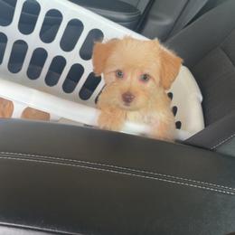 Boy3 - Cream male Yorkipoo puppy in Louisburg, North Carolina from Nell’s Adorable Yorkshire’s