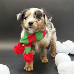 Logan - Blue merle male Miniature Australian Shepherd puppy in Covington, Pennsylvania from Rigas Mini Aussies LLC