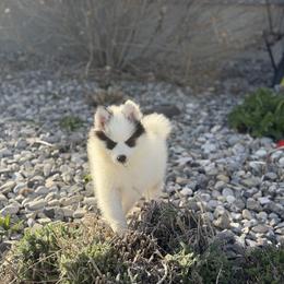 Dot - White female Pomsky puppy in Clarkston, Utah from Red Rock Ranch Breeders