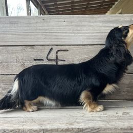 Lady - Dachshund