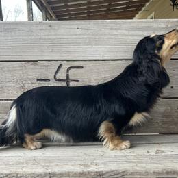 Lady - Dachshund
