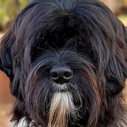 Panther - Australian Labradoodle