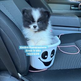 Ernie tri color 3200 pet only - Black and tan parti male Pomeranian puppy in Kentucky from Em&M Pomeranians