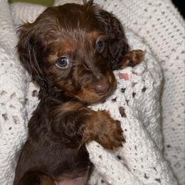 Boy 2 - Chocolate and tan male Dachshund puppy in Laurel, Mississippi from BB's Dotsies