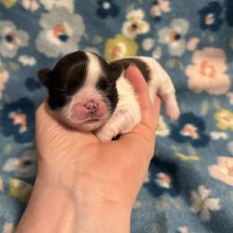 Reese - Red and white female Shih Tzu puppy in Sharon, Pennsylvania from Keystone Danes and Shih tzus