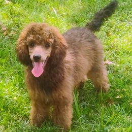 Poodle Puppies from Bindi's Pups