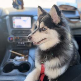 Versace - Pomsky