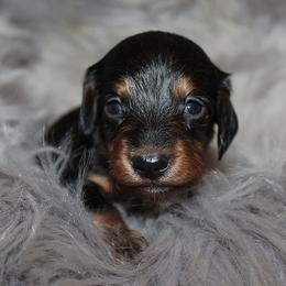 Girl 4 - Black and tan female Dachshund puppy in Craig, Colorado from Rocky Mountain Shih Tzus and Dry Creek Miniature Dachshunds