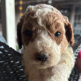 Green Collar Male - aka Ireland - Parti male Goldendoodle puppy in Eunice, Louisiana from Maison De Pawz