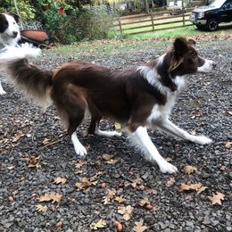 Kate - Border Collie