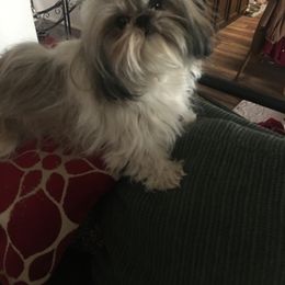 Shih Tzu All Grown Up from Snowhisper Shih Tzu