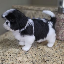 Oliver - Black and white male Shih Tzu puppy in Kings Mountain, North Carolina from Britany's Shih Tzus