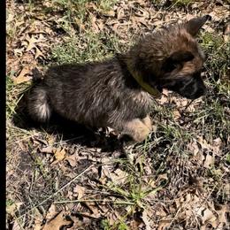 Girl 1 - Fawn sable female Belgian Malinois puppy in Alger, Michigan from Aspen’s Edge Kennel