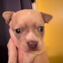 Briggs - Cream and white male Chihuahua puppy in Brooklyn, Connecticut from Ladybug Chihuahuas