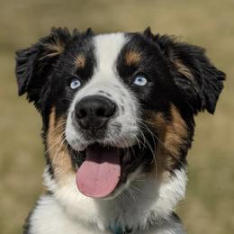 Australian Shepherds from Tri County Australian Shepherds