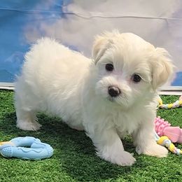Fenton - White and lemon male Maltese puppy in Aurora, Missouri from KnJ Precious Paws LLC