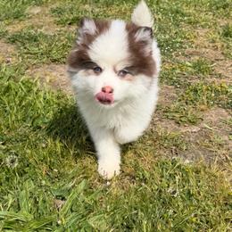 Tater Tot - Chocolate male Pomsky puppy in Mc Minnville, Oregon from West Coast Pomskies