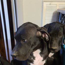 Great Dane Puppies from Trisha Self's Great Danes