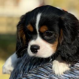 Cavalier King Charles Spaniel and Golden Retriever Puppies from Country Goldens and Mountain Top Cavaliers