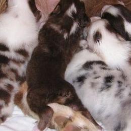 Australian Shepherds from Diamond B Kennels