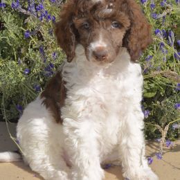 Poodles from Designer Doodles and Poodles