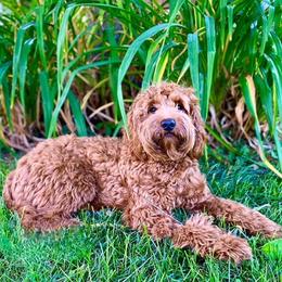 Buddy  - Australian Labradoodle