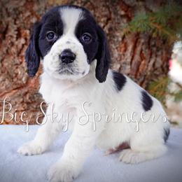 Boy 5 - Black and white male English Springer Spaniel puppy in Great Falls, Montana from Big Sky Springers