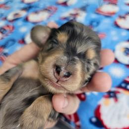 Black and tan dapple male - Dapple male Dachshund puppy in Belle Rive, Illinois from Akin's Miniature Dachshunds, LLC