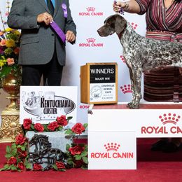 German Shorthaired Pointers and Pointers from Bishop Kennels