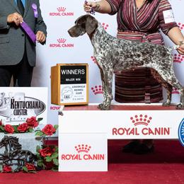 German Shorthaired Pointers and Pointers from Bishop Kennels
