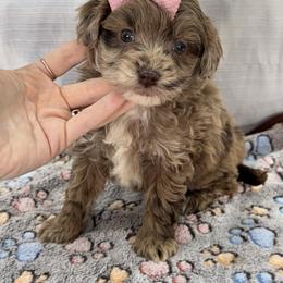 Remi - Fawn female Companion Cross puppy in Lancaster, Kentucky from Dream Paws Puppies, LLC