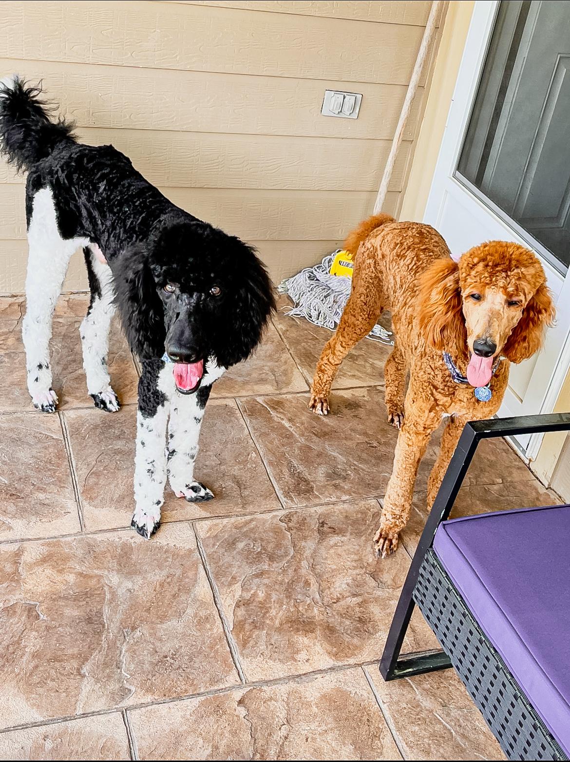 The Garland’s Standard Poodle Breeders in Texas | Poodle puppies | Good Dog