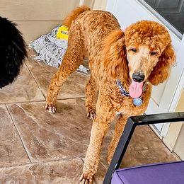Poodles from The Garland’s Standard Poodle Breeders